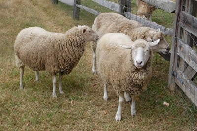 Sheep at Meadow Farm, Crump Park, Henrico